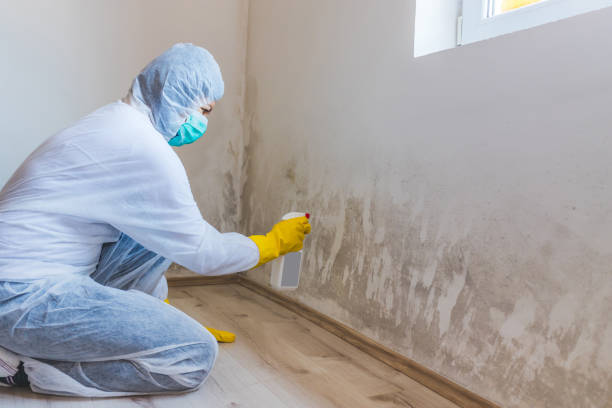 Licensed Mold Remediation service in Bloomington, TX - WQB Mold Removal